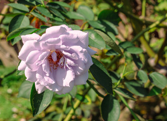前橋バラ園　ばらの花10