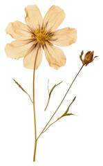 Fototapeta premium PNG Real Pressed a Wildflower petal plant inflorescence.