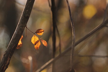 foglie nel bosco in autunno