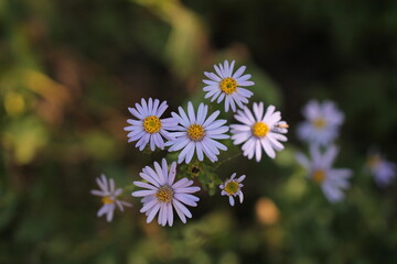 fiori di crisantemo selvatico nel bosco in autunno
