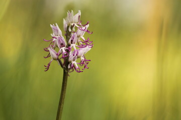 una orchidea selvatica in primavera © Simona