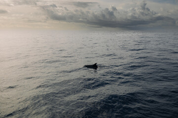 Naklejka premium A dolphin gracefully swims through the tranquil waters of the ocean as the sun rises behind thick clouds, creating a serene and peaceful atmosphere.