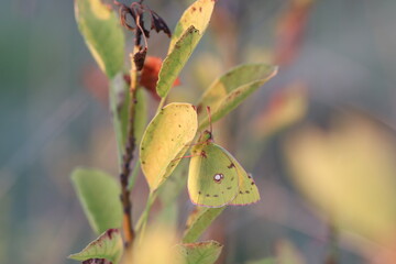 una farfalla colias crocea al tramonto
