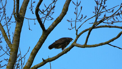 Buzzard screaming on tree branch against clear blue sky in daylight