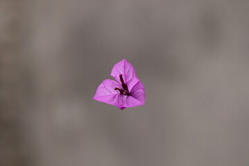 fiore di bouganville