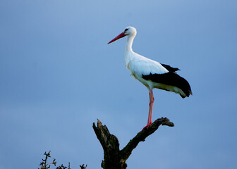 White stork (ciconia ciconia) perched on tree branch against blue sky in natural environment