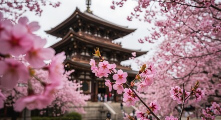 Japanese Cherry Blossoms and Ancient Pagoda Spring Scenery