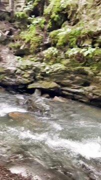 stream in the woods