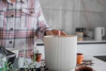 Exploring Indoor Planting in a Modern Kitchen Environment for an Elegant Aesthetic Space