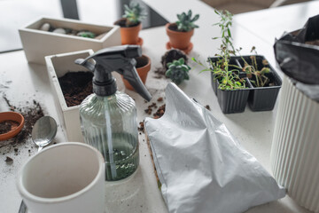 Creating an Indoor Gardening Setup Featuring Beautiful Succulents and Stylish Planters
