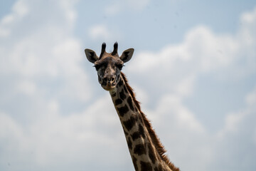 Giraffe in the Wild at Ngorongoro Conservation Area, Tanzania