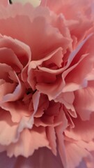 Pink floral petal pattern. Rose bloom. Carnation bud close-up