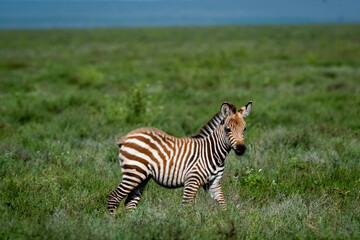 Naklejka premium Young Zebra Foal in the Serengeti Grasslands, Tanzania
