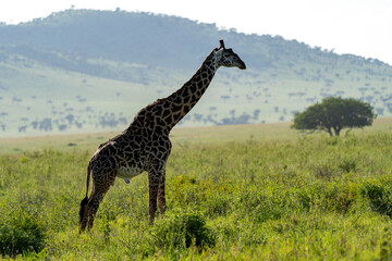 Majestic Giraffe in the Serengeti Landscape