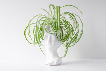 A spider plant or chlorophytum in a white pot in the shape of the head of an antique statue.