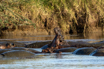 Hippos Relaxing in a River in the Serengeti