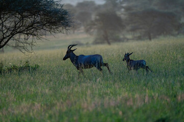 African Antelope Family in the Evening Light