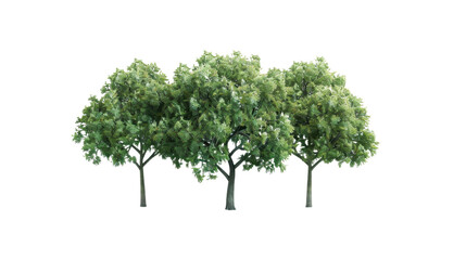 Obraz premium Row of green trees isolated on transparent background
