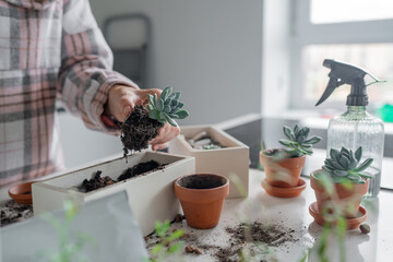 Plant transplantation. Transplanting houseplant, succulent in pot. In a bright kitchen, a woman skillfully repots various plants, showcasing her passion for gardening