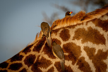 Oxpeckers on a Giraffe’s Back in the African Savanna
