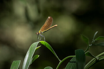 Metallic damselfly (Calopteryx haemorrhoidalis) perched on a green leaf in sunlight with blurred background