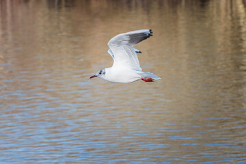 Flying gull above the lake, Dinton Pastures Country Park, reading, berkshire, south of england