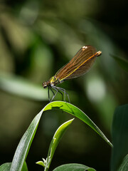 Metallic damselfly (Calopteryx haemorrhoidalis) perched on a green leaf in sunlight with blurred background