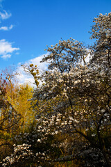 Blooming magnolia tree with white flowers against a blue sky in a spring garden. Sunlight highlights branches and blossoms.