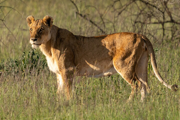 Naklejka premium Lioness Standing Still in the African Grasslands