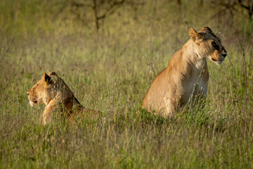 Two Lionesses Resting in the African Savanna