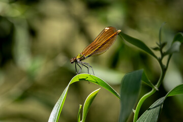 Metallic damselfly (Calopteryx haemorrhoidalis) perched on a green leaf in sunlight with blurred background