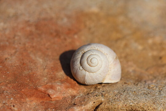 an empty snail shell on the rock