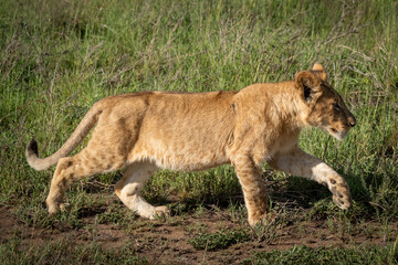 Fototapeta premium Young Lion Cub Walking Through the Grasslands