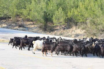 herd of goats on the way to grazing field