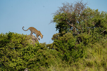 Leopard Descending from a Rock in the Wild