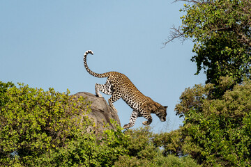 Leopard Descending from a Rock in the Wild