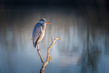 Heron standing on a branches above the lake of Dinton Pastures Country Park, Reading Berkshire, England