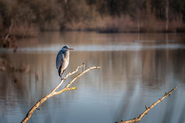 Heron standing on a branches above the lake of Dinton Pastures Country Park, Reading Berkshire, England