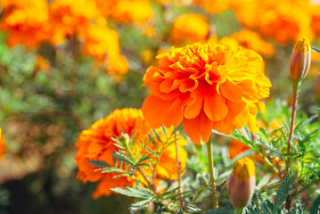 マリーゴールドの丘　マリーゴールドの花49