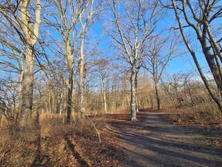 Obraz premium Beautiful Plänterwald Forest in Winter Season, With Clear Blue Sky, in Berlin Treptow