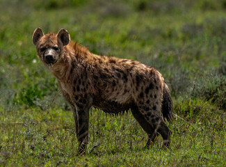 Spotted Hyena Standing Alert in the Grasslands