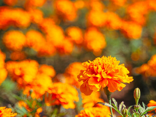 マリーゴールドの丘　マリーゴールドの花32