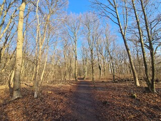 Beautiful Plänterwald Forest in Winter Season, With Clear Blue Sky, in Berlin Treptow