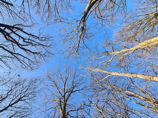 Baumlandschaft im Plänterwald in Berlin Treptow