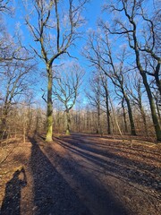 Beautiful Plänterwald Forest in Winter Season, With Clear Blue Sky, in Berlin Treptow