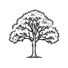Obraz premium Black and White Tree Drawing Simple Nature Illustration