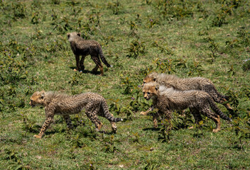 Playful Cheetah Cubs in the Grasslands