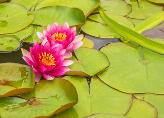 Bright pink nymphs on the lake