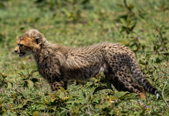 Young Cheetah Cub Exploring the Grasslands