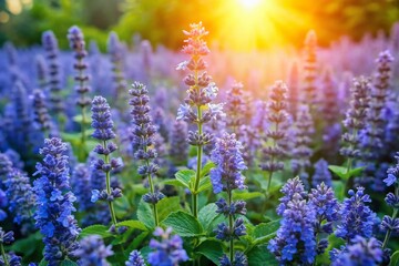 Fototapeta premium Aerial View of Summer Garden with Blooming Blue Catmint (Nepeta faassenii)